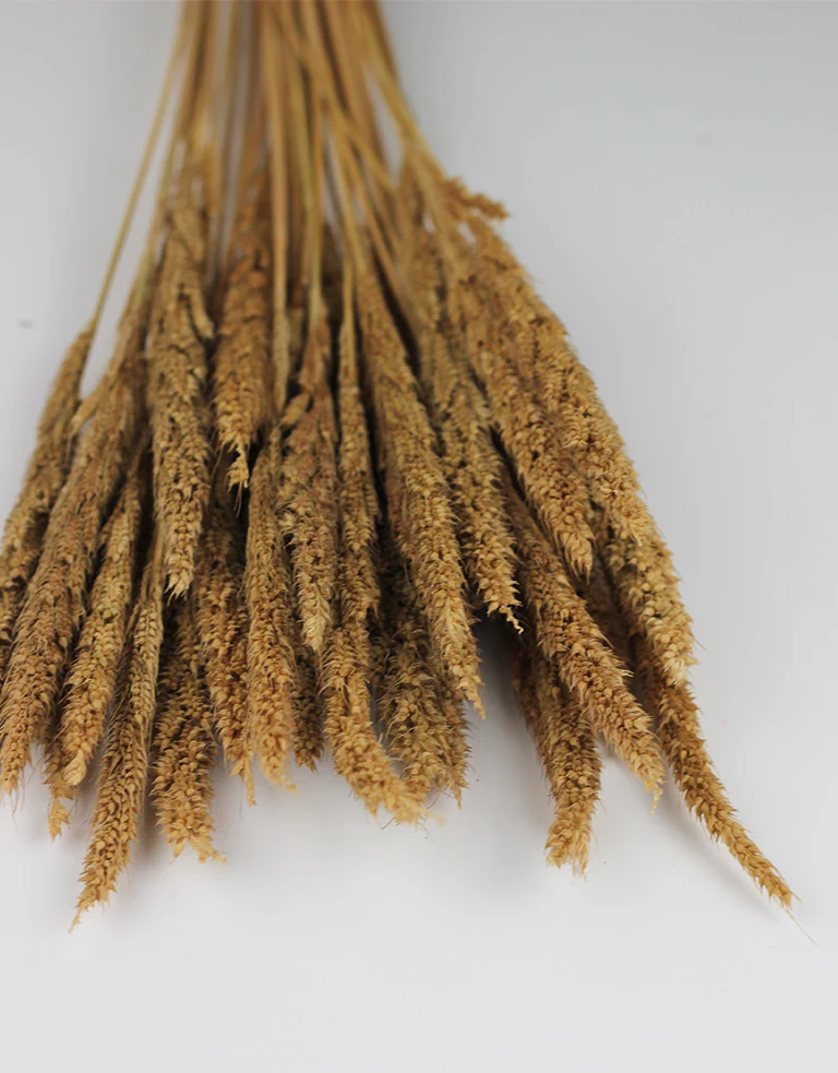Dried Pinion Grass  - Natural bunch, 60 cm - Image 4