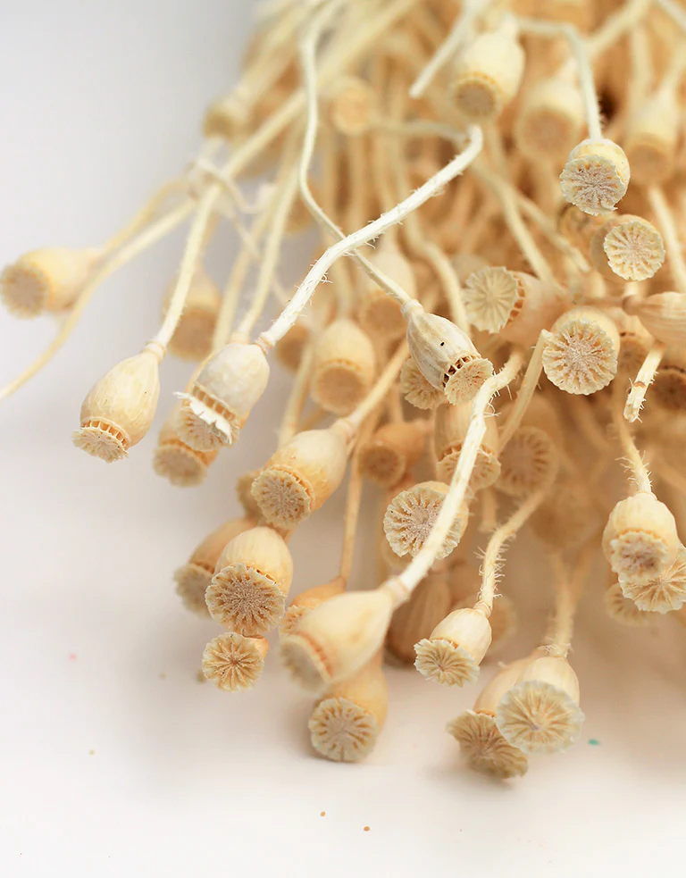 Small Dried Poppy Heads - Bleached Bunch, 60 cm - Image 2