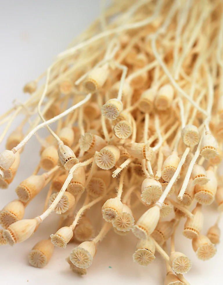 Small Dried Poppy Heads - Bleached Bunch, 60 cm - Image 3