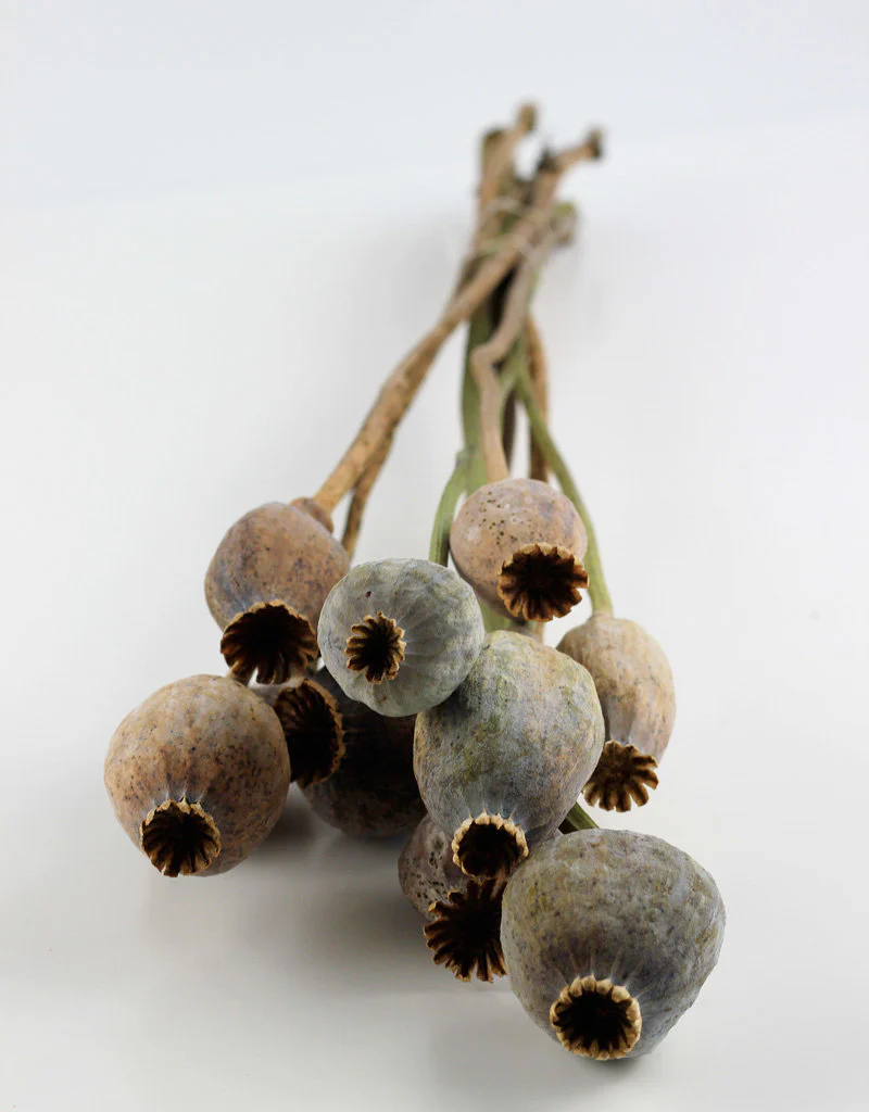 Dried Poppy Heads - Large Natural Bunch, 65 cm - Image 2