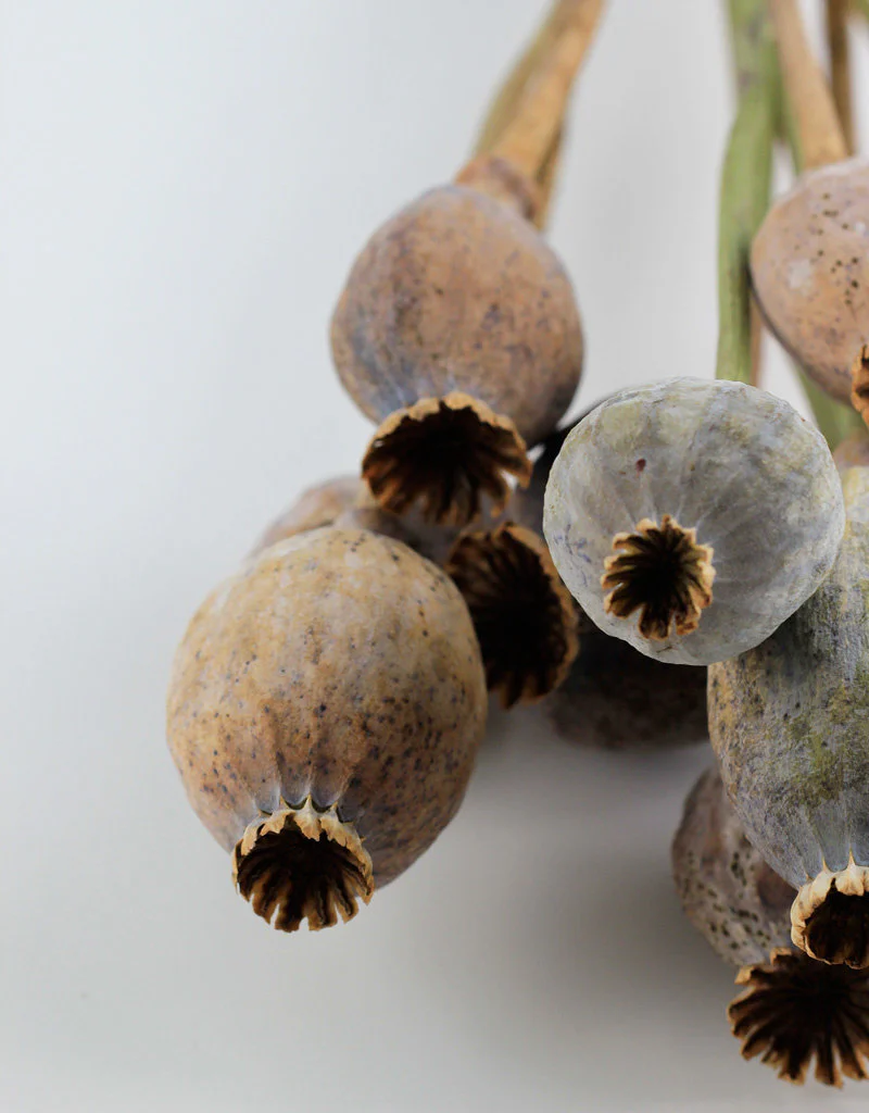Dried Poppy Heads - Large Natural Bunch, 65 cm - Image 3