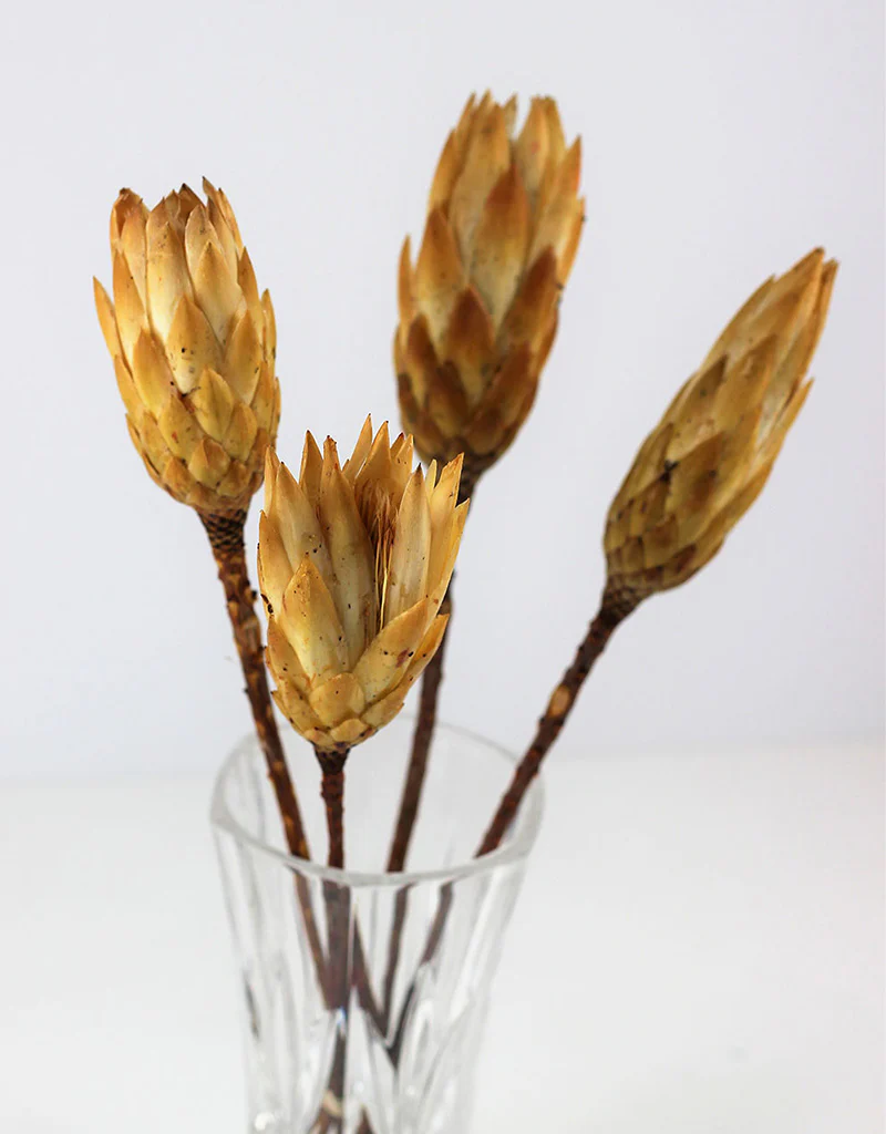Dried Protea African Repens -  Cream/ Yellow, 4 stems, 35 cm - Image 2