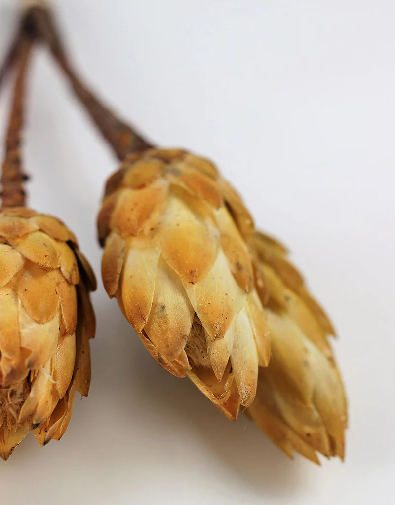 Dried Protea African Repens -  Cream/ Yellow, 4 stems, 35 cm - Image 3