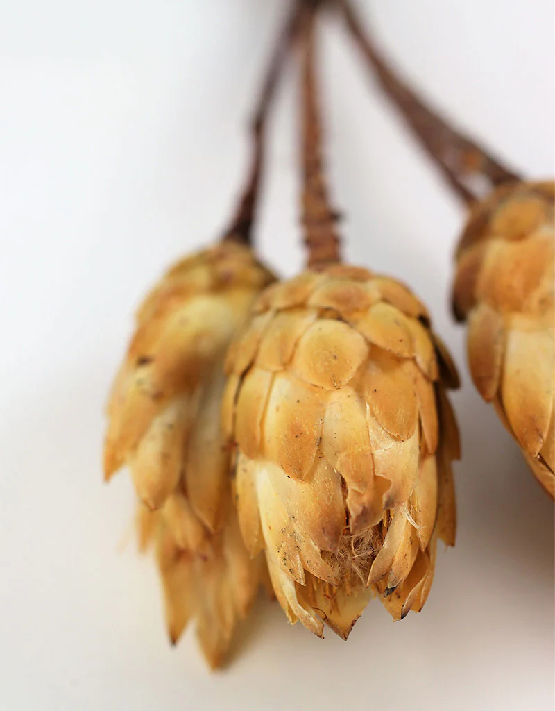 Dried Protea African Repens -  Cream/ Yellow, 4 stems, 35 cm - Image 4