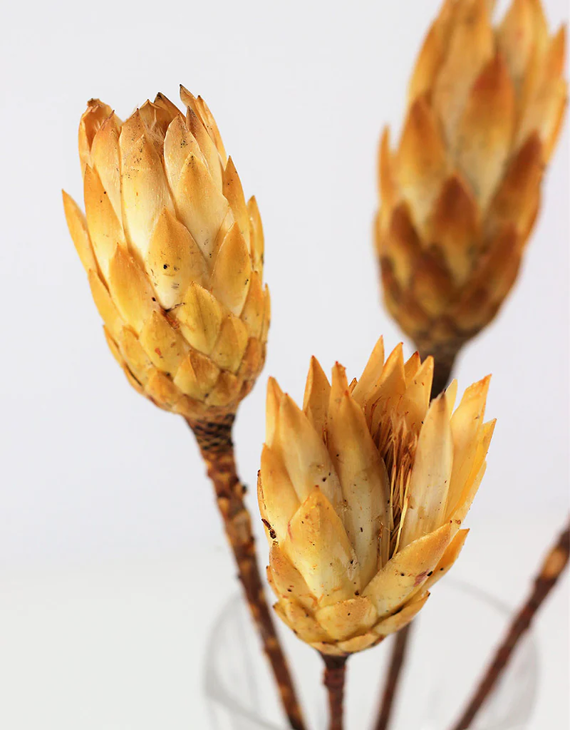 Dried Protea African Repens -  Cream/ Yellow, 4 stems, 35 cm - Image 5