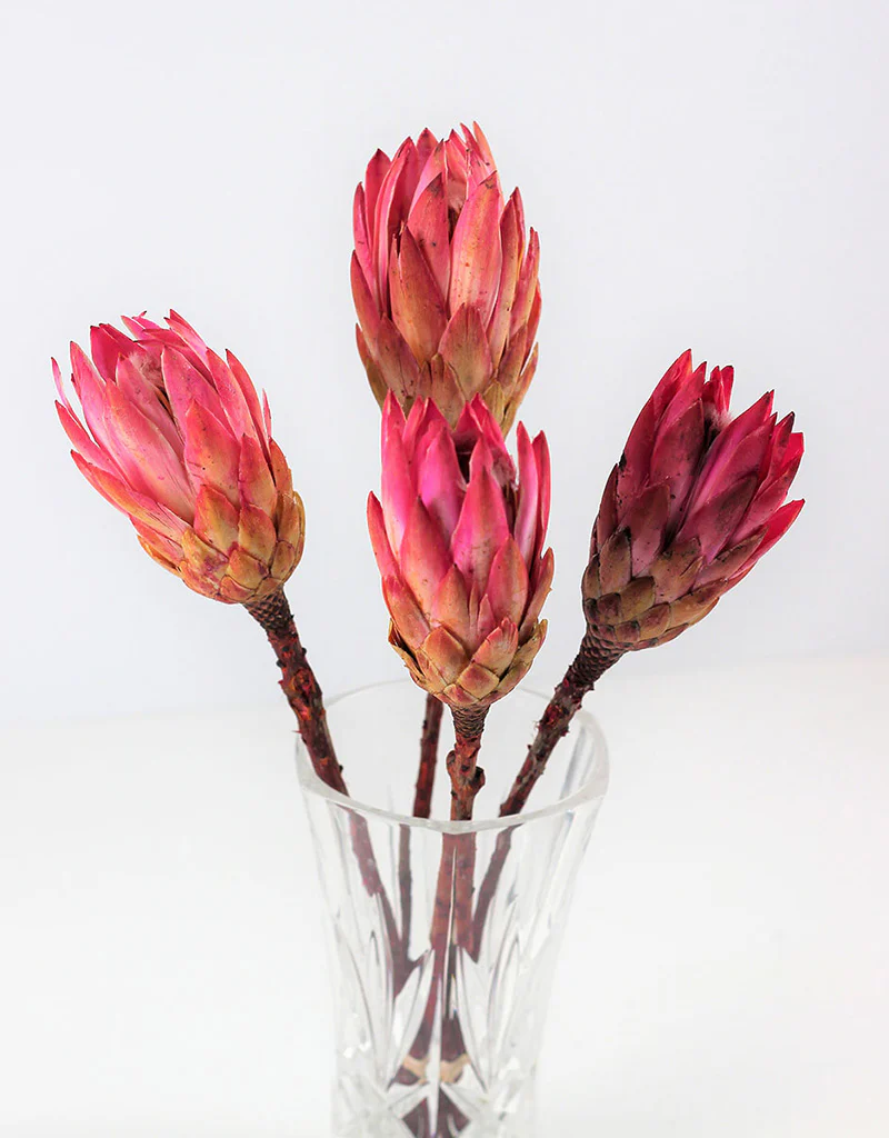 Dried Protea African Repen Flowers - Pink Bunch, 4 Stems, 35 cm - Image 2