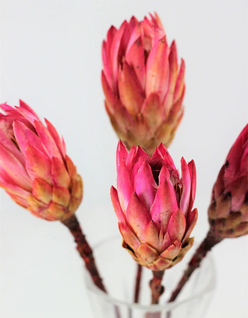 Dried Protea African Repen Flowers - Pink Bunch, 4 Stems, 35 cm - Image 3