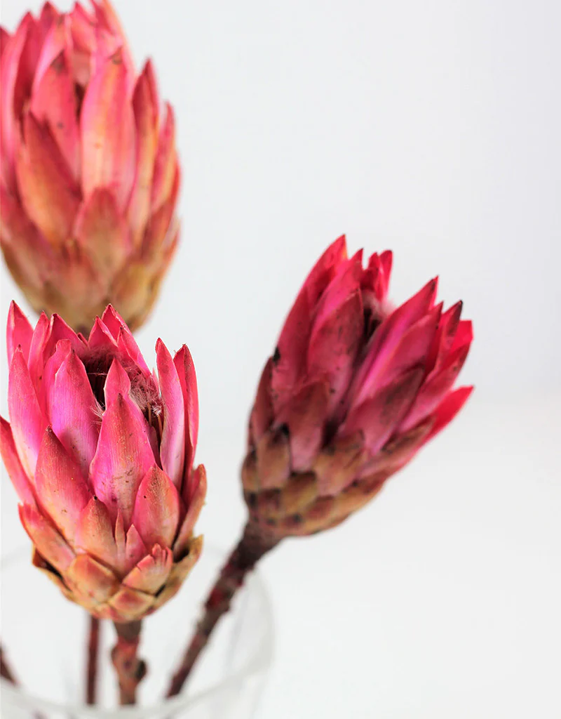 Dried Protea African Repen Flowers - Pink Bunch, 4 Stems, 35 cm - Image 4