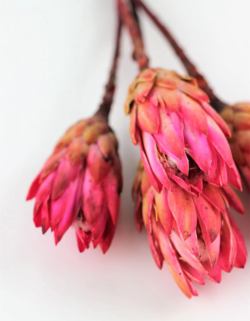 Dried Protea African Repen Flowers - Pink Bunch, 4 Stems, 35 cm - Image 5