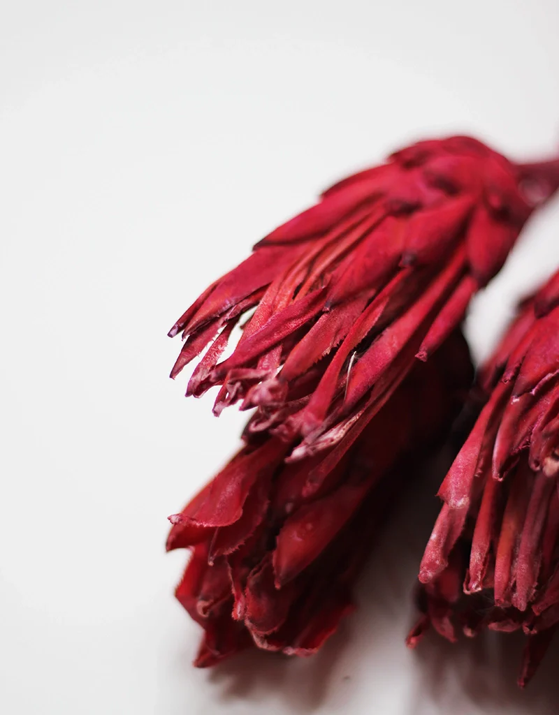 Dried Protea African Repens - Red/Pink, 4 stems, 35cm - Image 2