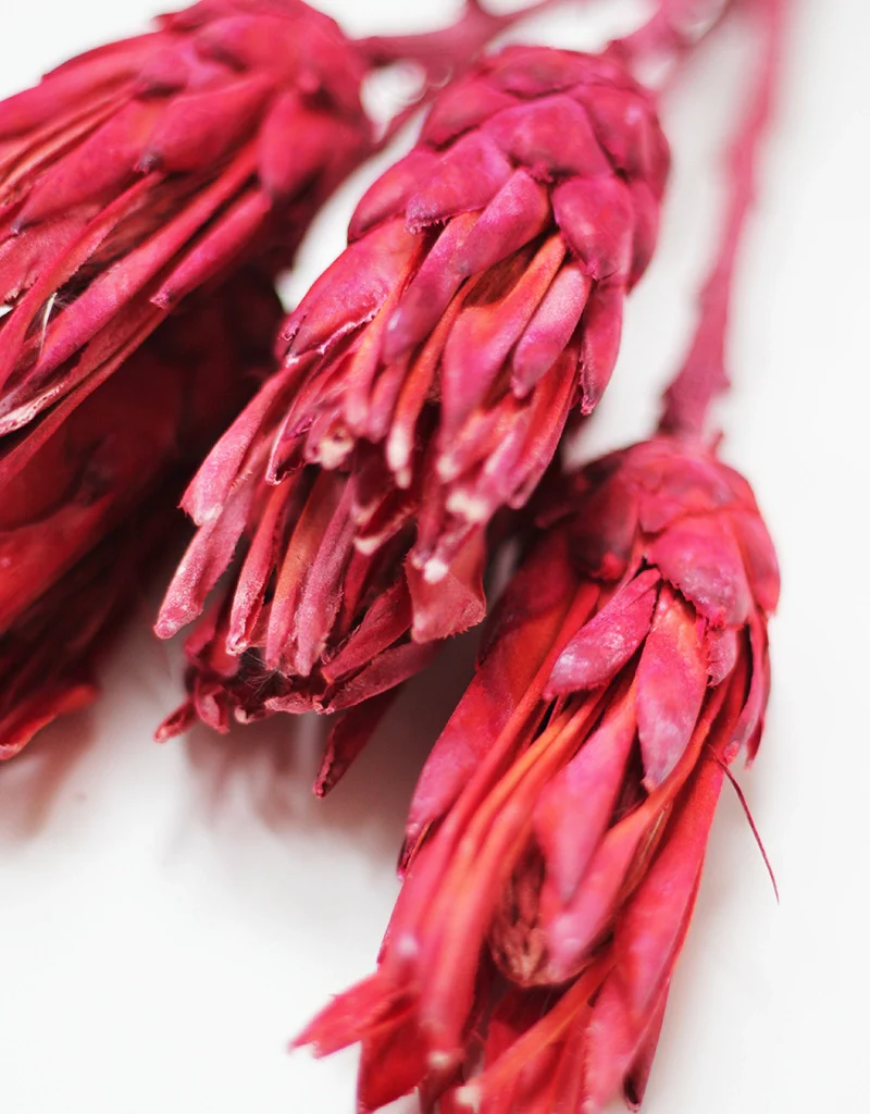 Dried Protea African Repens - Red/Pink, 4 stems, 35cm - Image 3