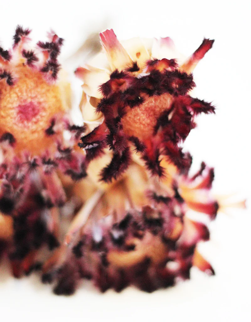 Dried Protea Nerifolia - 5 stems, Natural Dark Violet, 25-30cm - Image 3