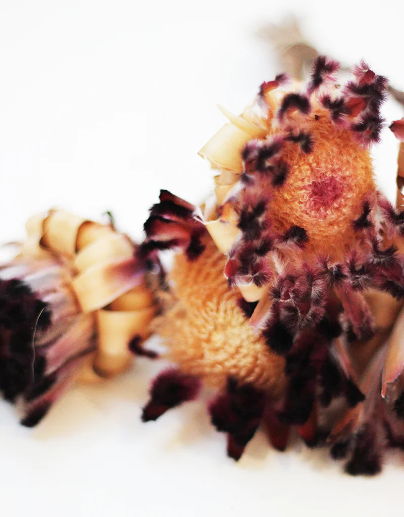 Dried Protea Nerifolia - 5 stems, Natural Dark Violet, 25-30cm - Image 4