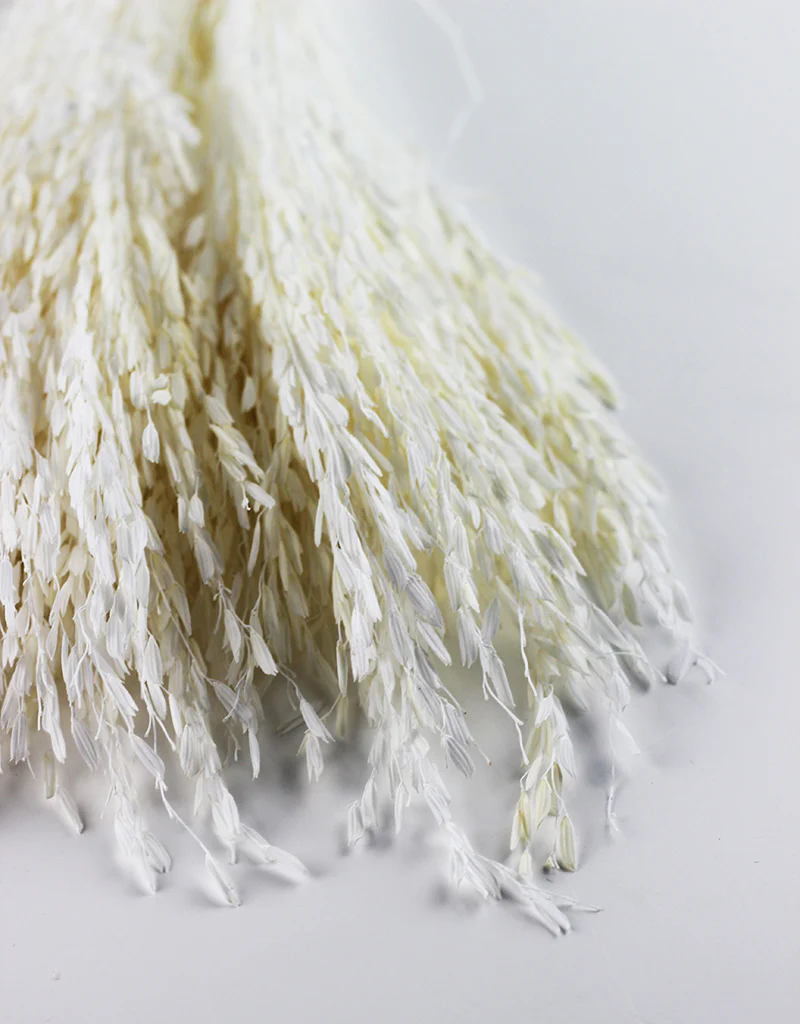 Dried Rice Flowers - Bleached Bunch, 55 cm - Image 3