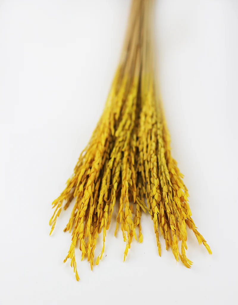 Dried Rice Flowers - Yellow, 55 cm - Image 2