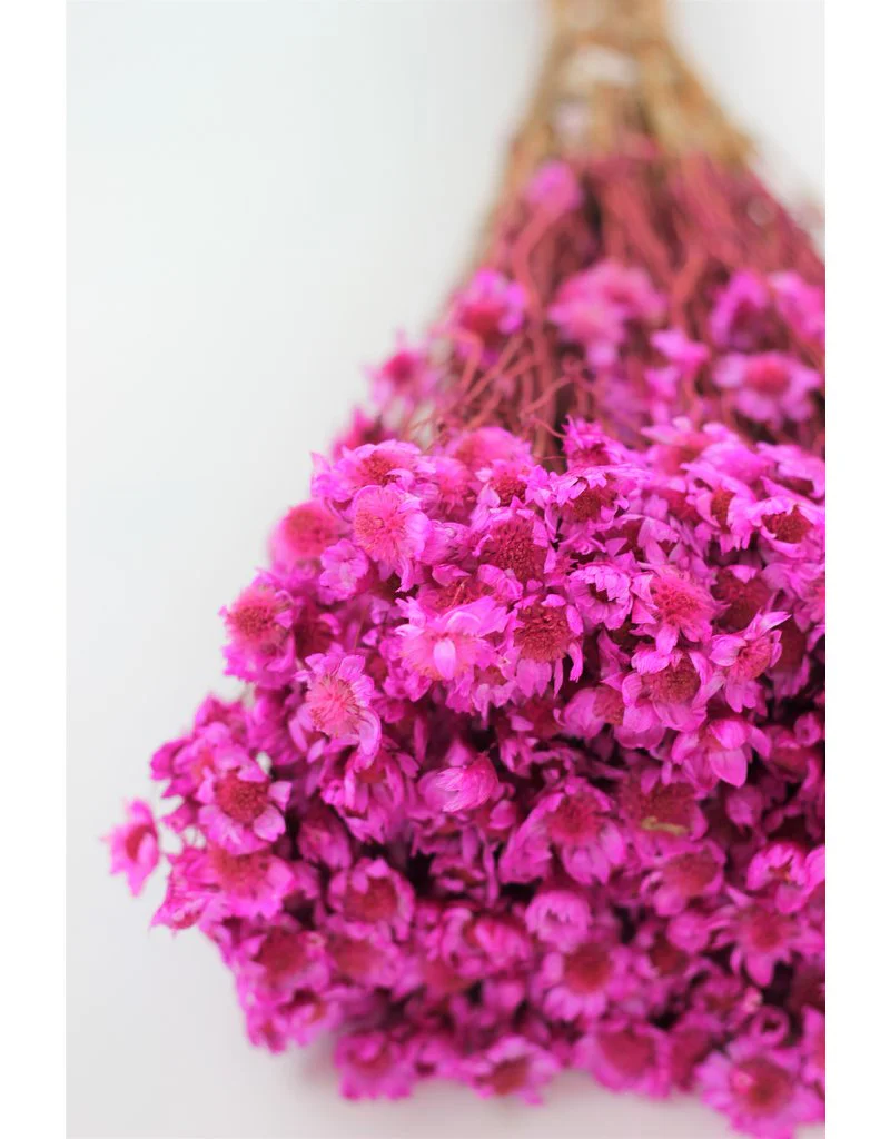 Dried Rodanthe - Hot Pink Bunch, 150 grams, 50 cm - Image 4