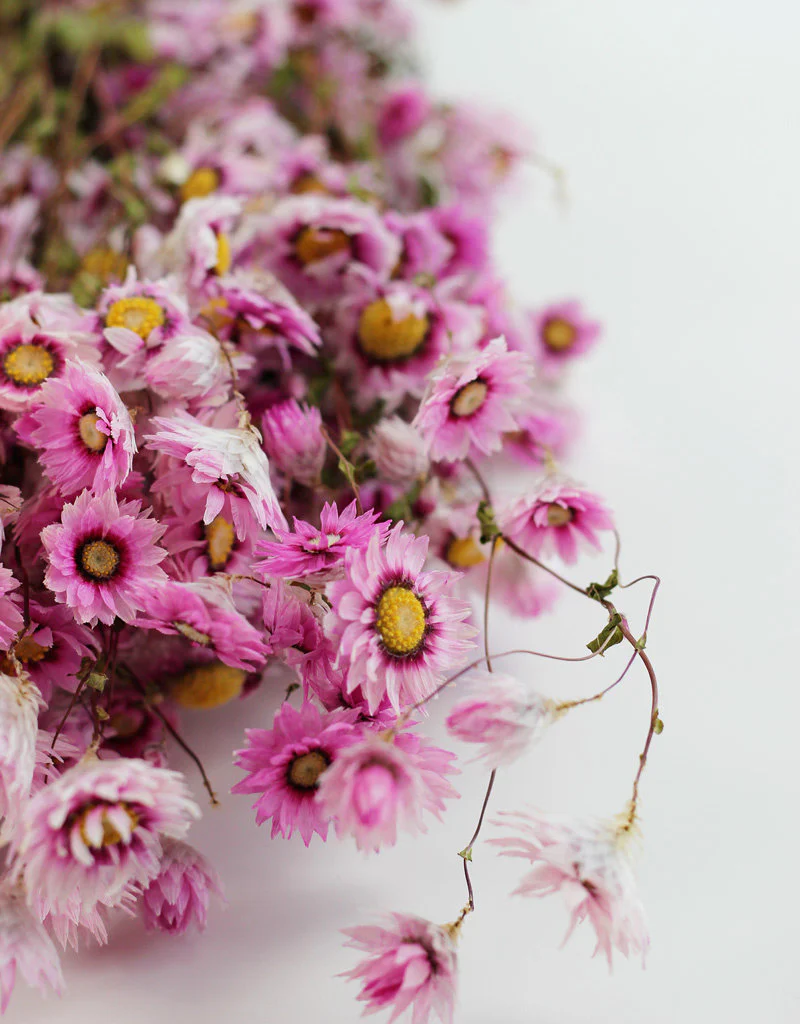 Dried Rodanthe - Pink Bunch, 50 cm - Image 2