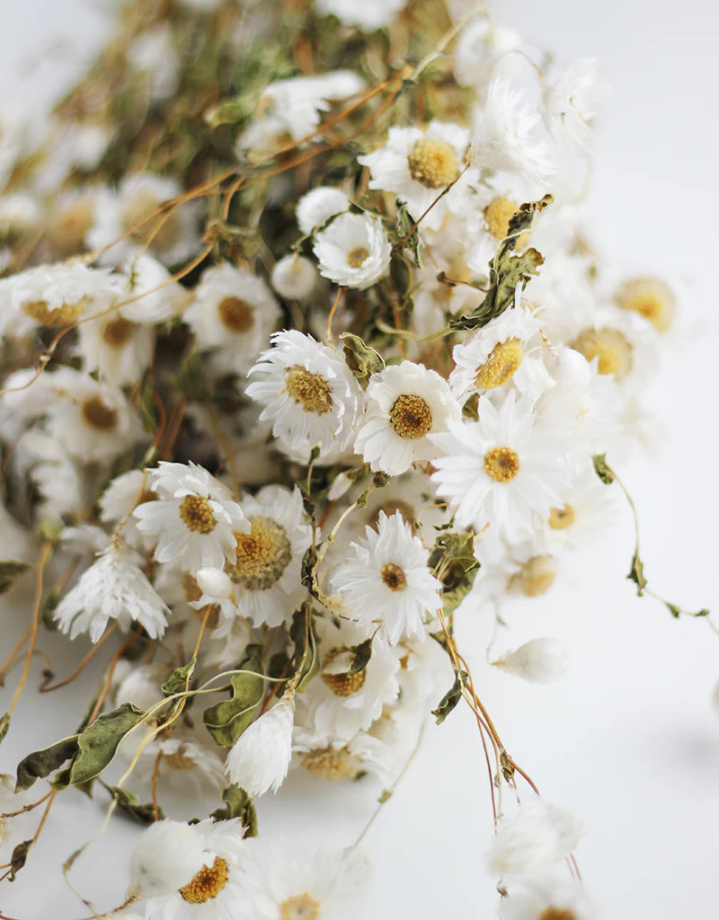 Dried Rodanthe Flowers White Bunch, 55 cm - Image 2