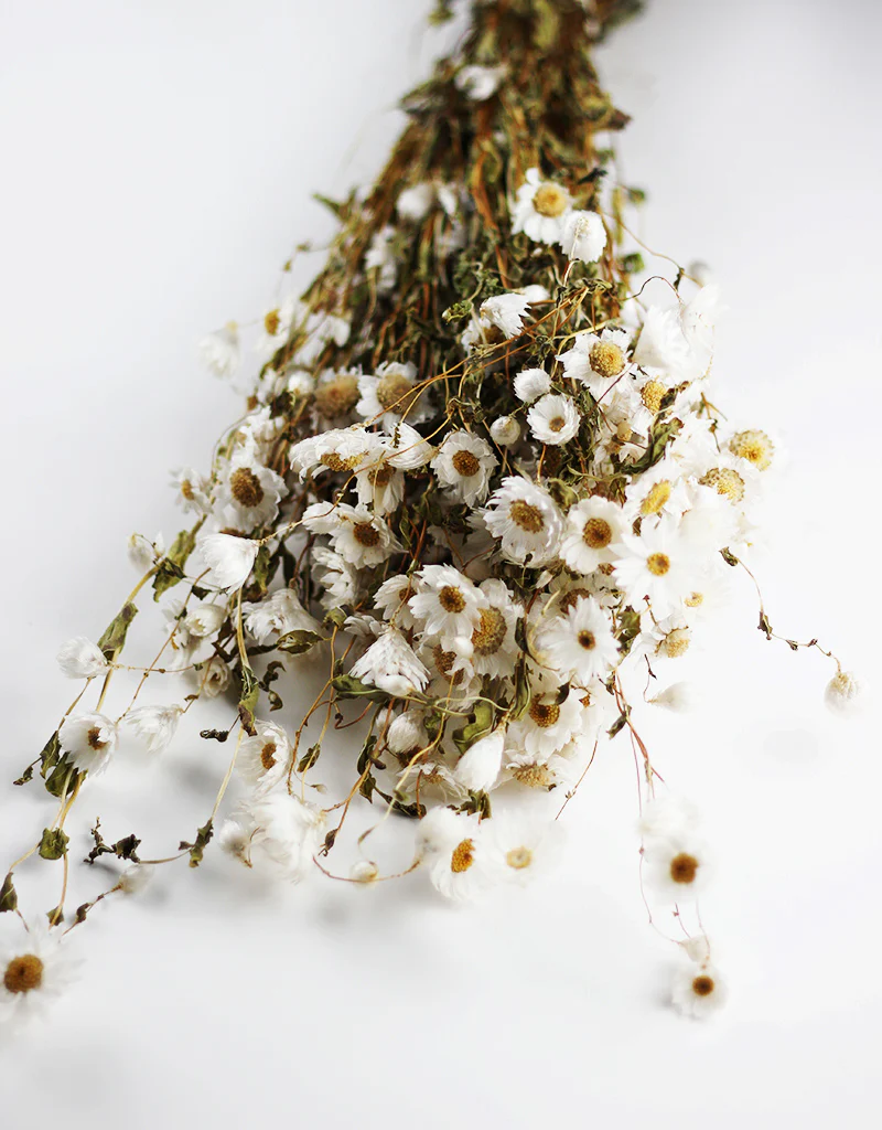 Dried Rodanthe Flowers White Bunch, 55 cm - Image 3