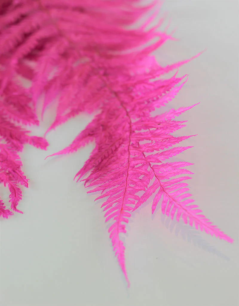 Dried Royal Fern - Pink Bunch, 5 stems, 70 cm - Image 2