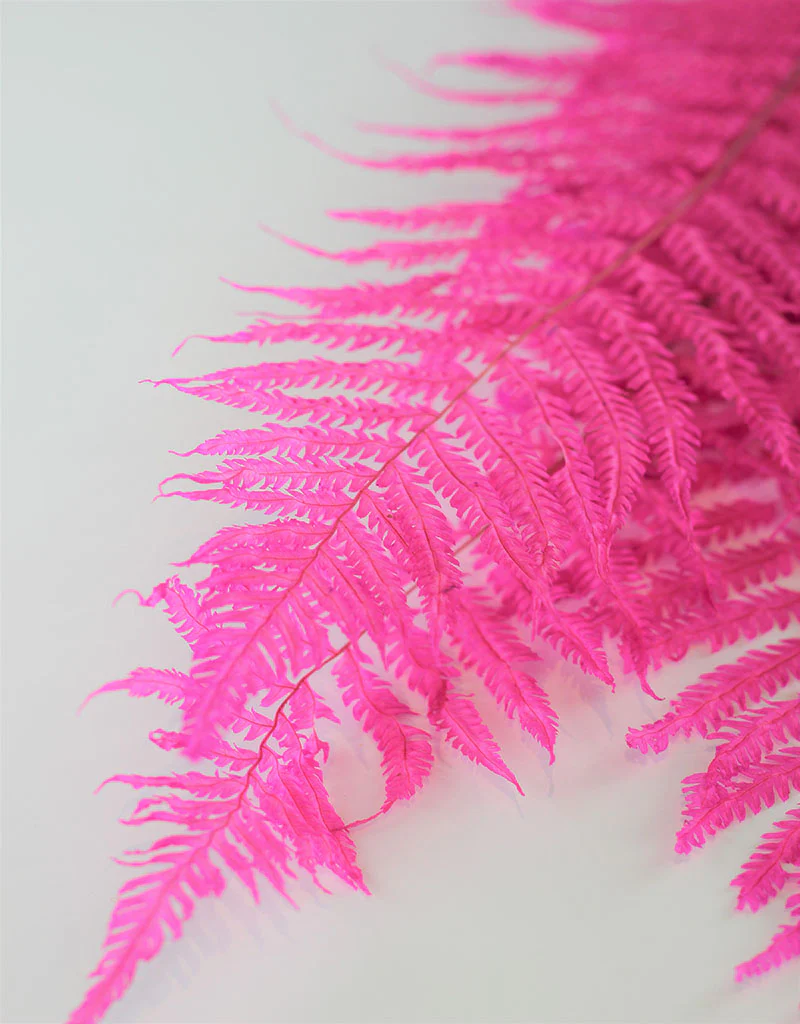 Dried Royal Fern - Pink Bunch, 5 stems, 70 cm - Image 3