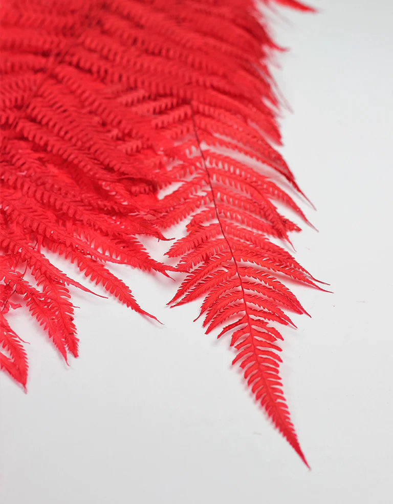 Dried Royal Fern - Red Bunch, 5 stems, 60 cm - Image 2