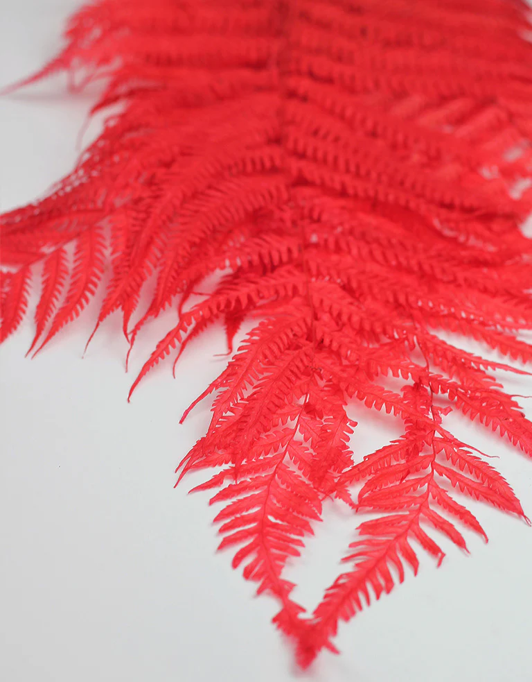 Dried Royal Fern - Red Bunch, 5 stems, 60 cm - Image 3