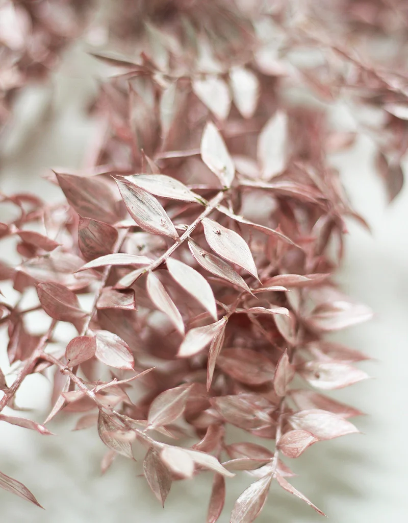 Dried Ruscus - Frosted Pink Shimmer, 5 stems, 60cm - Image 2