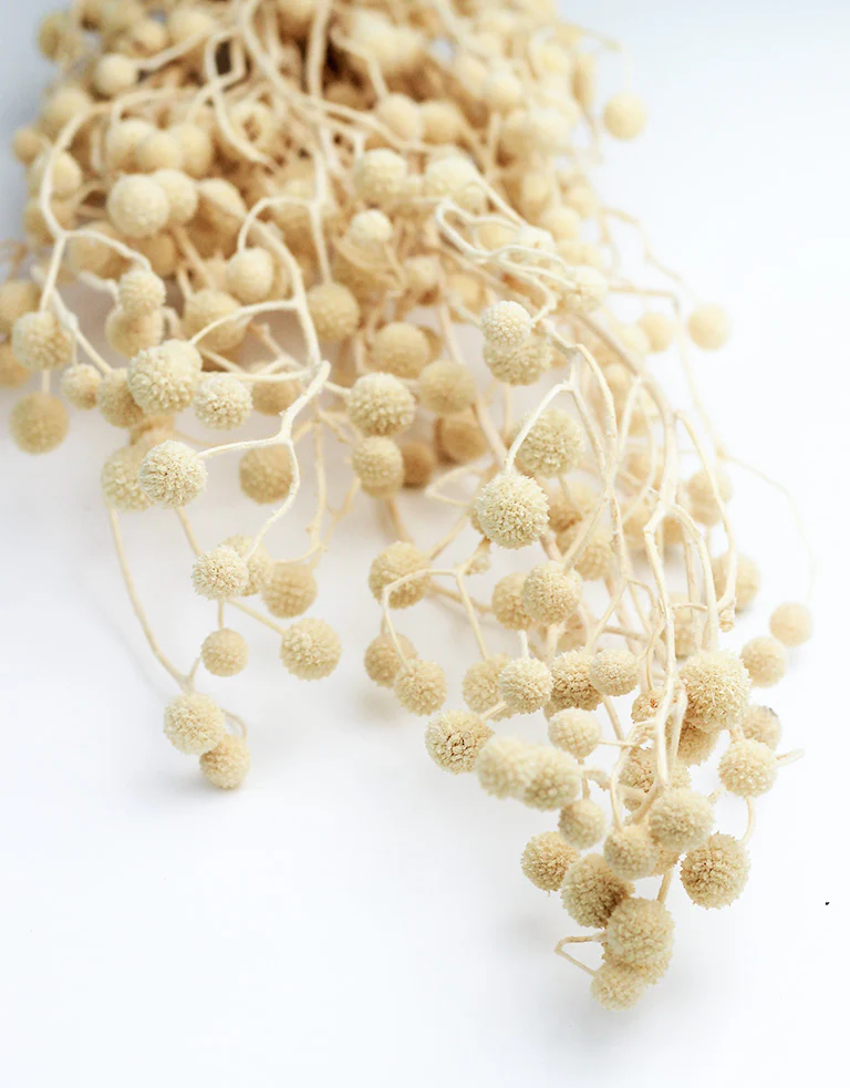 Dried Sago- Bleached Bunch, 45 cm - Image 2