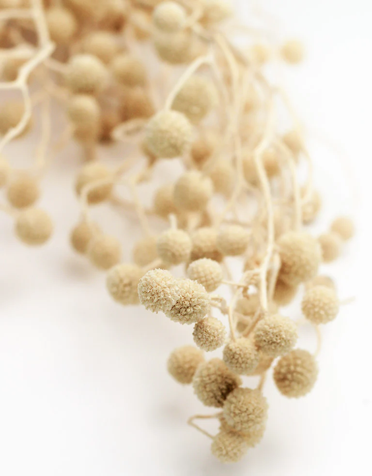 Dried Sago- Bleached Bunch, 45 cm - Image 3