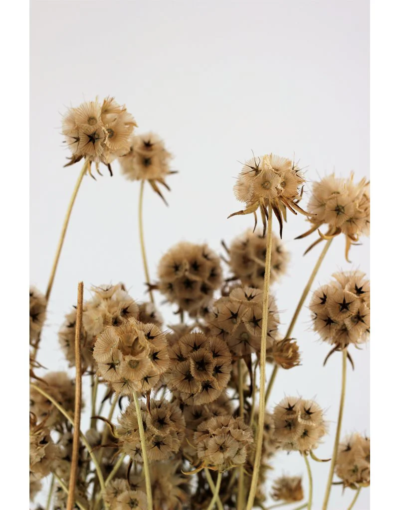 Dried Scabiosa - Natural Bunch, 45 cm - Image 2