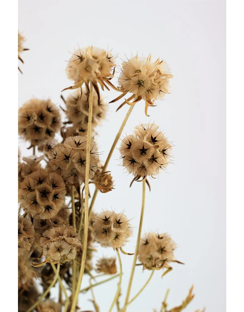 Dried Scabiosa - Natural Bunch, 45 cm - Image 3