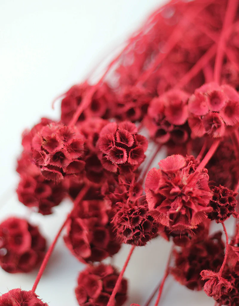 Dried Scabiosa - Red Flowers Bunch, 50 cm - Image 2
