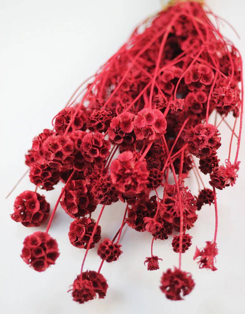 Dried Scabiosa - Red Flowers Bunch, 50 cm - Image 3