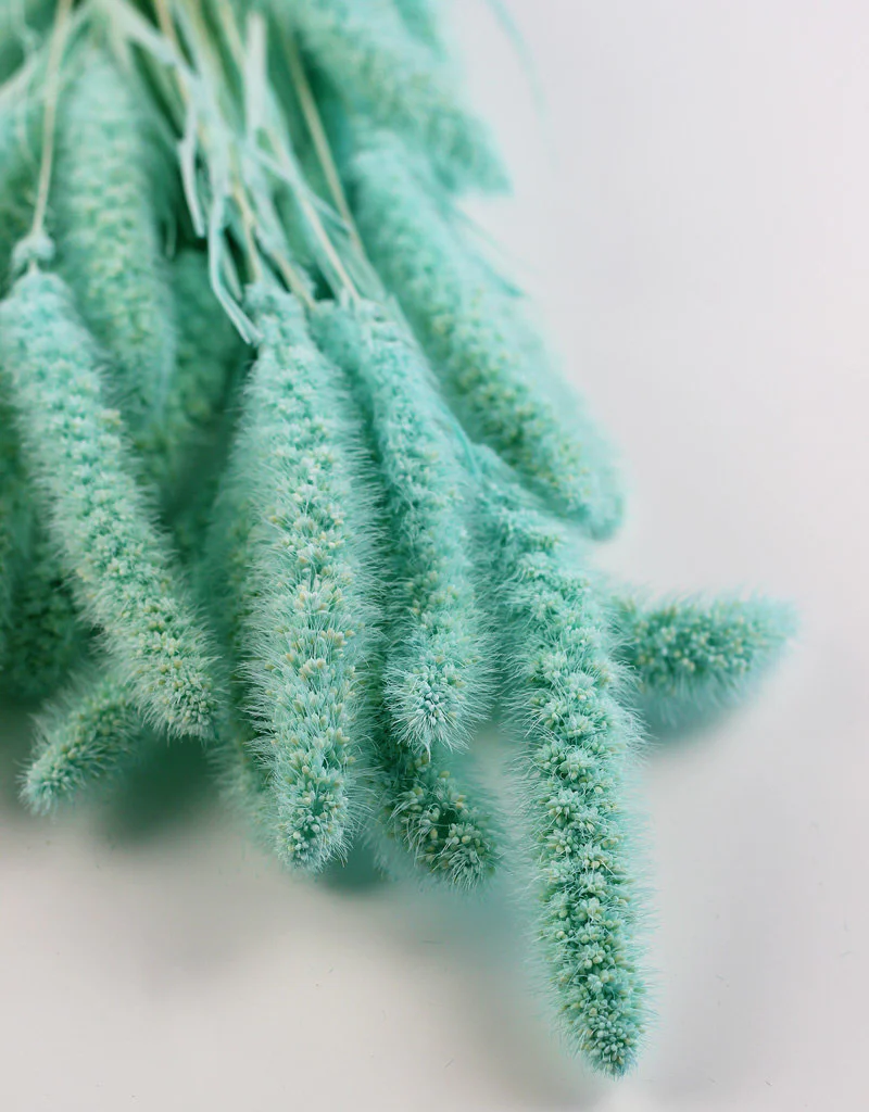 Dried Setaria - Aqua Blue Bunch, 170 grams, 70 cm - Image 2