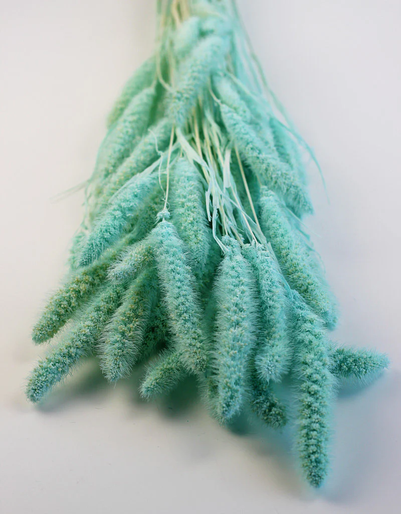 Dried Setaria - Aqua Blue Bunch, 170 grams, 70 cm - Image 4