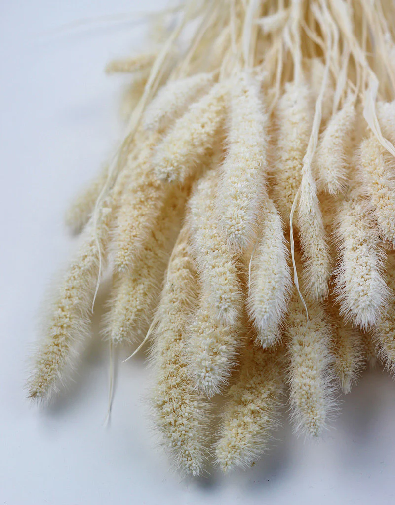 Dried Setaria - Bleached Bunch, 150 grams, 70 cm - Image 2