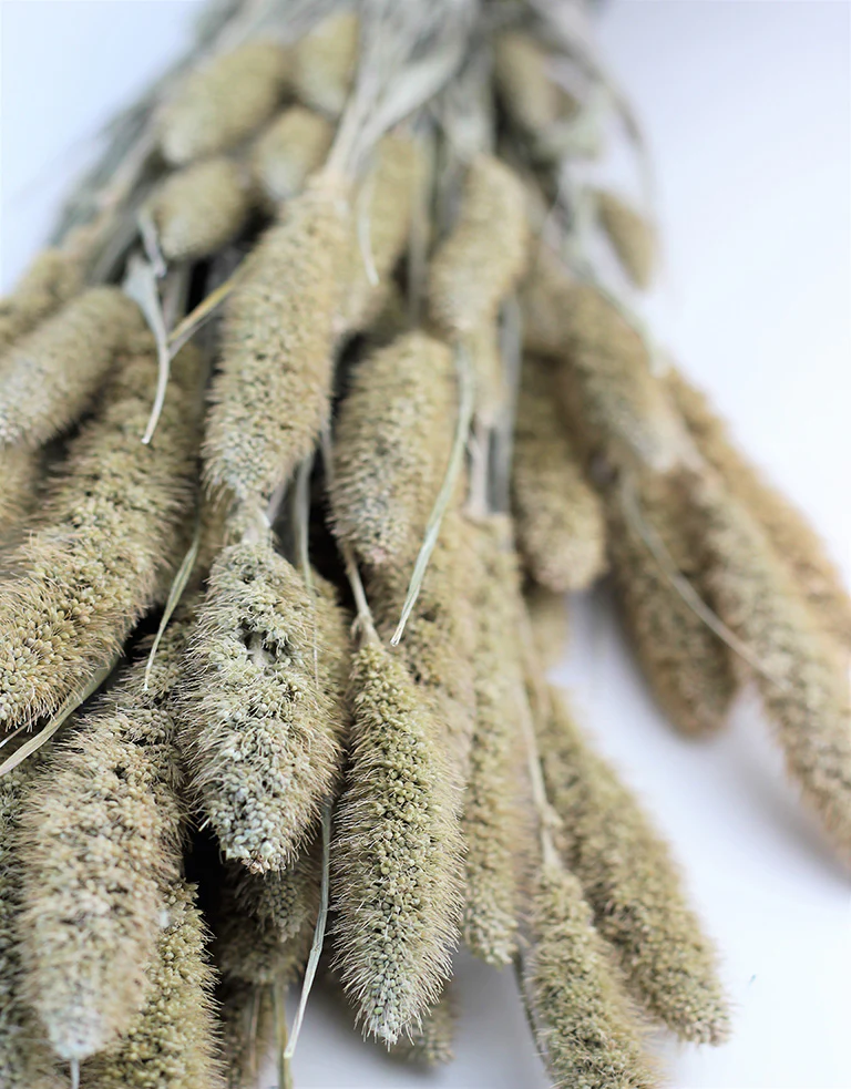 Dried Setaria - Frosted Natural bunch, 70 cm - Image 2