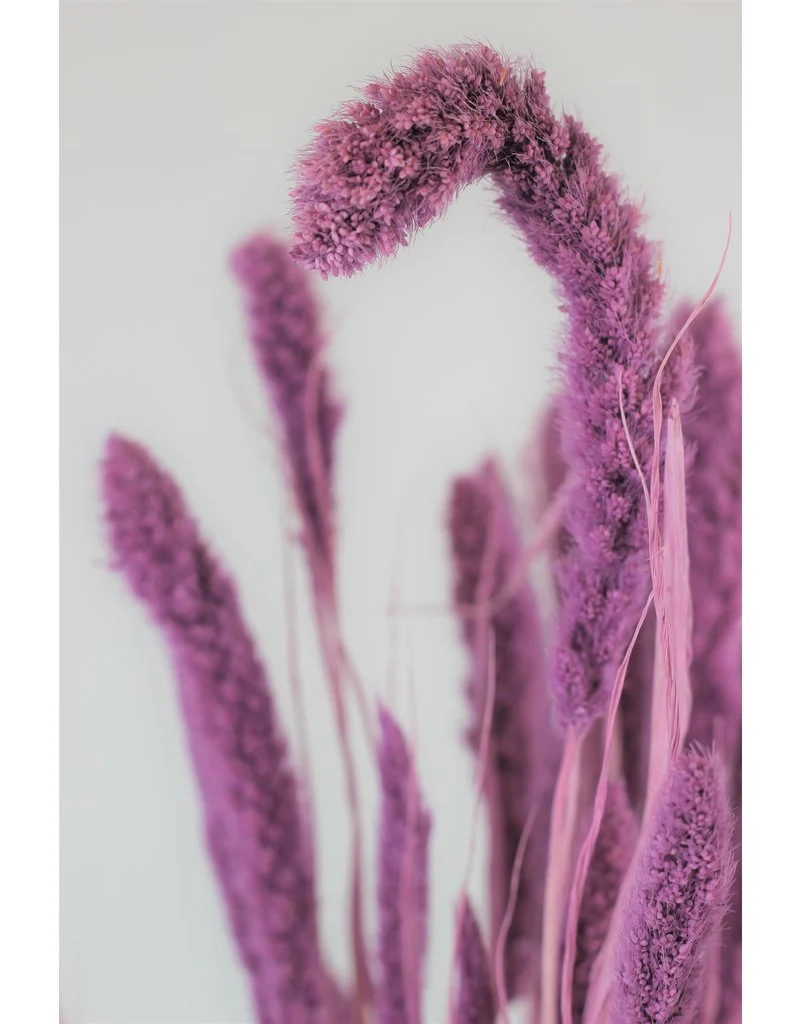 Dried Setaria - Lilac Bunch, 170 grams, 70 cm - Image 3