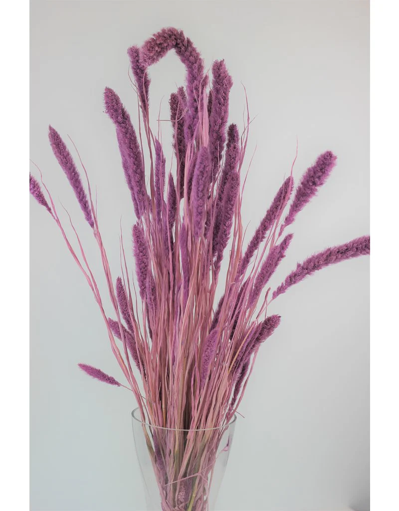 Dried Setaria - Lilac Bunch, 170 grams, 70 cm - Image 4