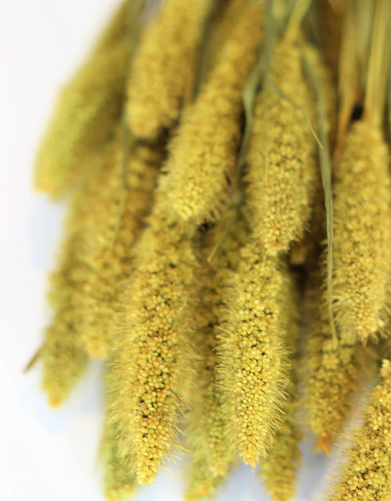 Dried Setaria - Mustard Bunch, 70 cm - Image 3