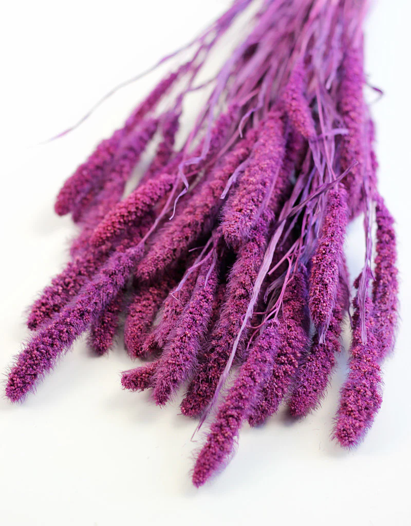 Dried Setaria - Purple Bunch, 170 grams, 75 cm - Image 2