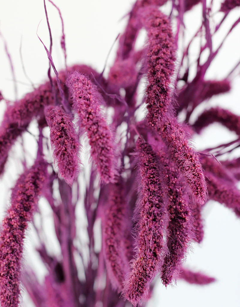 Dried Setaria - Purple Bunch, 170 grams, 75 cm - Image 3