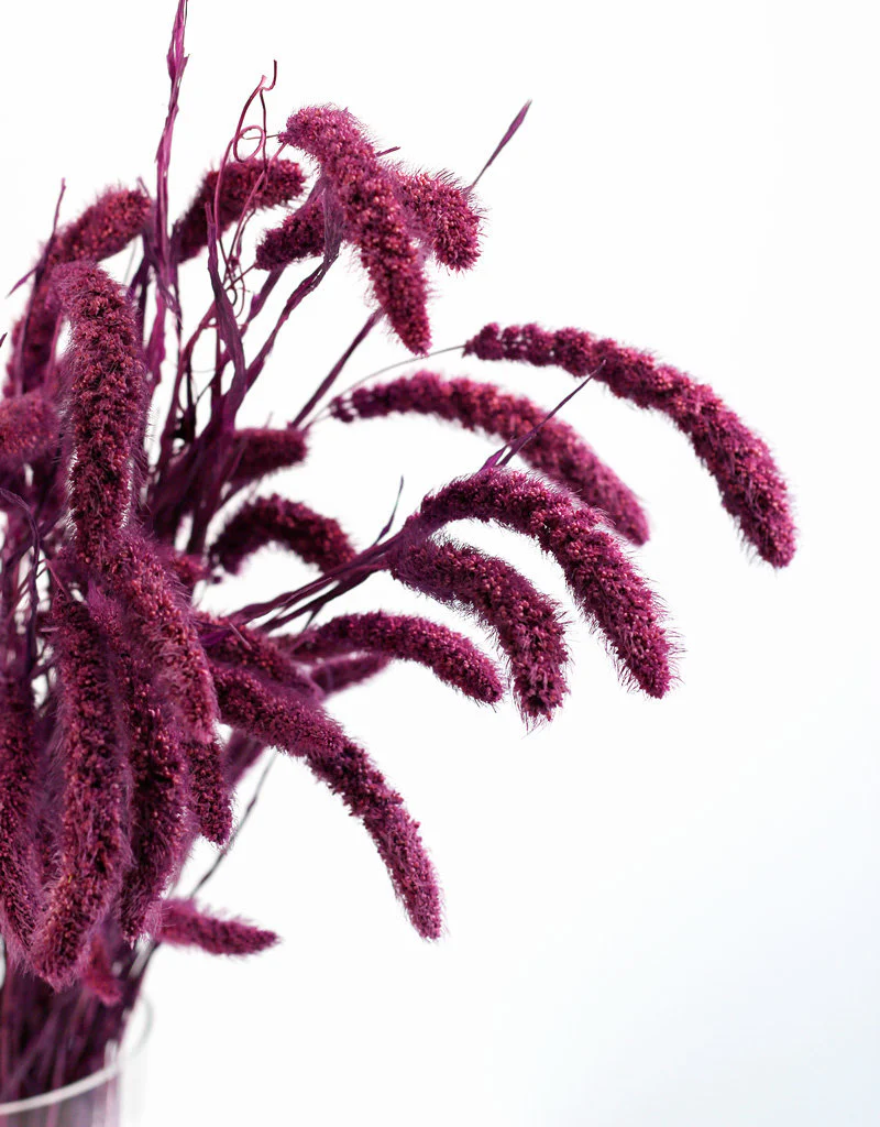 Dried Setaria - Purple Bunch, 170 grams, 75 cm - Image 4