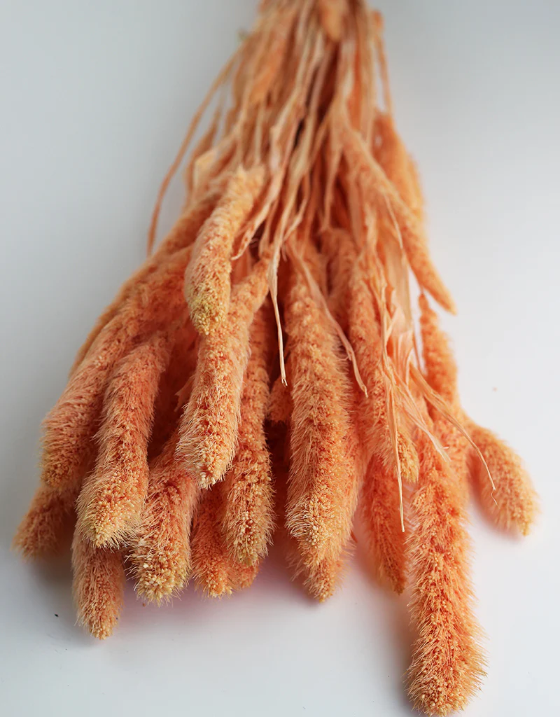 Dried Setaria Flowers (Foxtail Millet Grass)- Salmon Bunch, 150 grams, 70 cm - Image 2