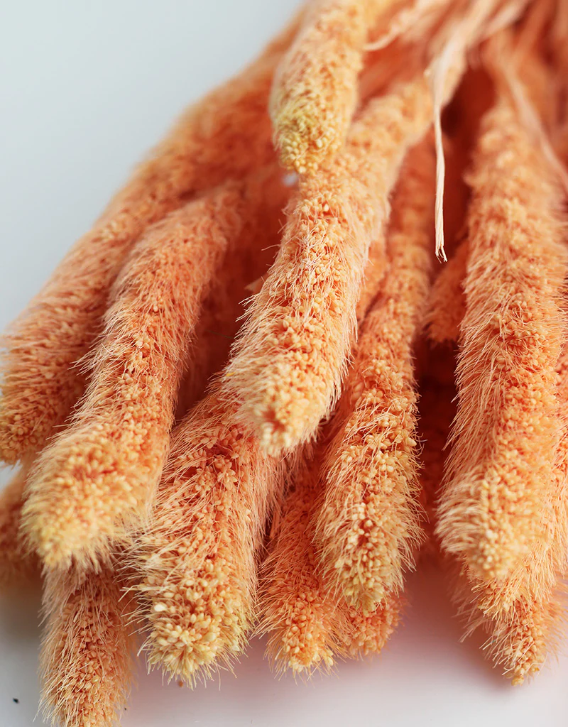 Dried Setaria Flowers (Foxtail Millet Grass)- Salmon Bunch, 150 grams, 70 cm - Image 3