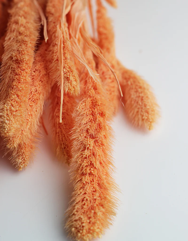 Dried Setaria Flowers (Foxtail Millet Grass)- Salmon Bunch, 150 grams, 70 cm - Image 4