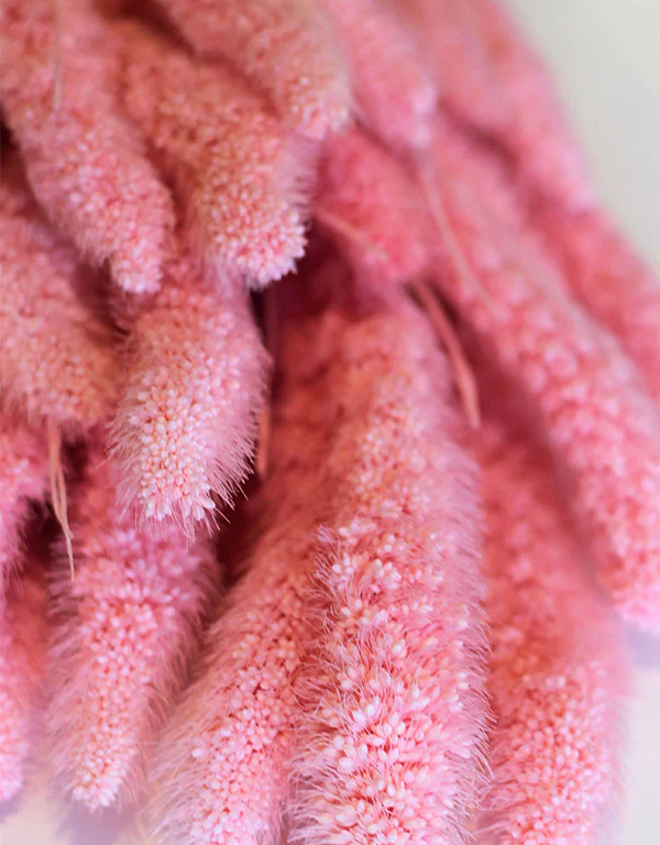 Dried Setaria - Baby Pink Bunch, 100 grams, 70 cm - Image 3