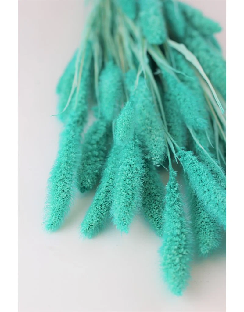 Dried Setaria - Turquoise Bunch, 170 grams, 70 cm - Image 5