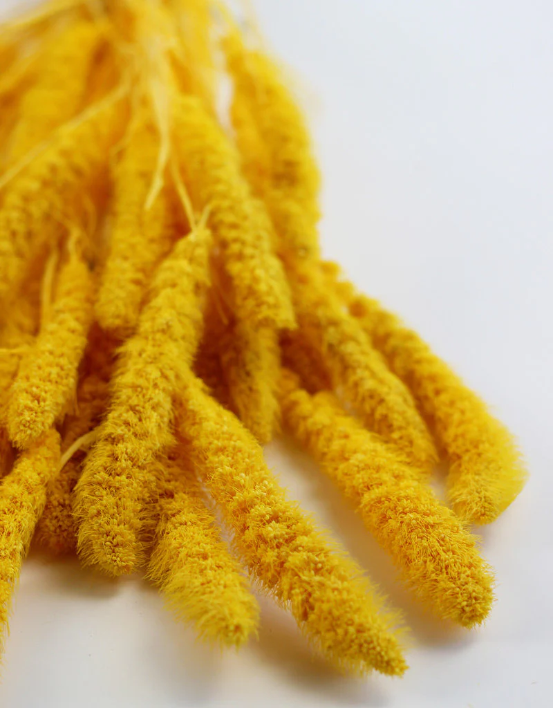 Dried Setaria - Yellow Bunch, 170 grams, 75 cm - Image 2